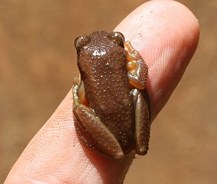 Bananenfrosch, Afrixalus fornasinii, Chiromantis xerampelina, White Spiny Reed Frog